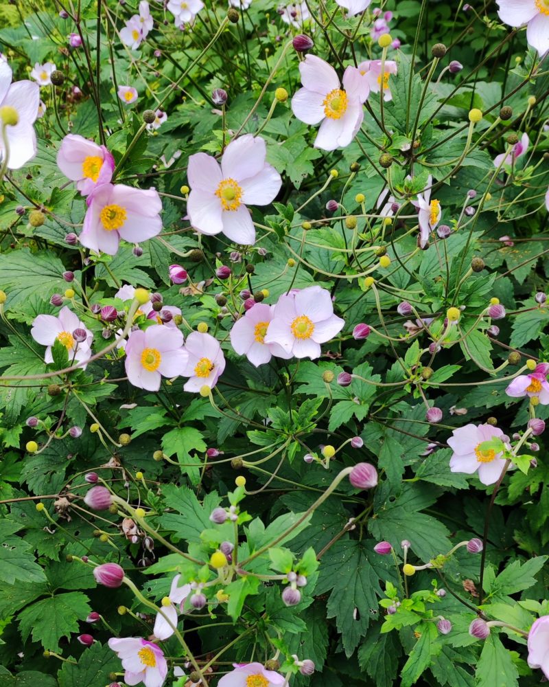 Анемона войлочная (Anemona tomentosa) Robustissima