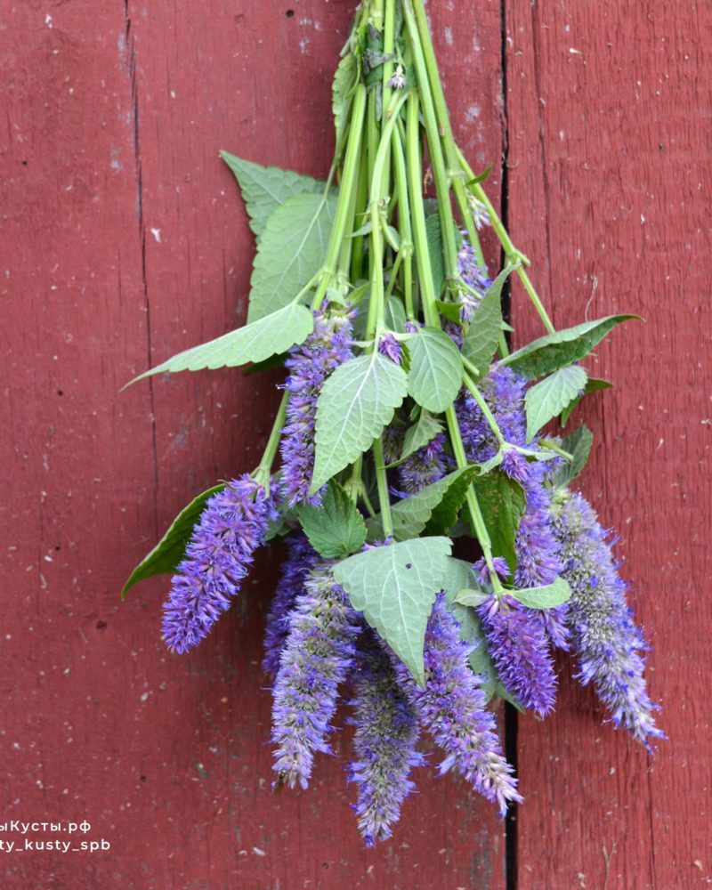 Агастахе (Agastache rugosa)