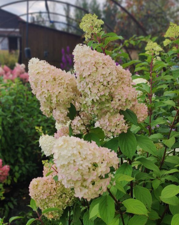 Гортензия метельчатая (Hydrangea paniculata) Diamantino