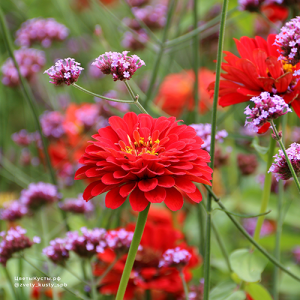 Вербена буэнос-айресская (Verbena bonariensis)