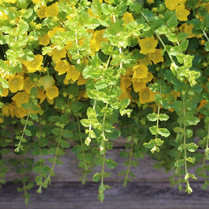 Вербейник монетчатый (Lysimachia nummularia)