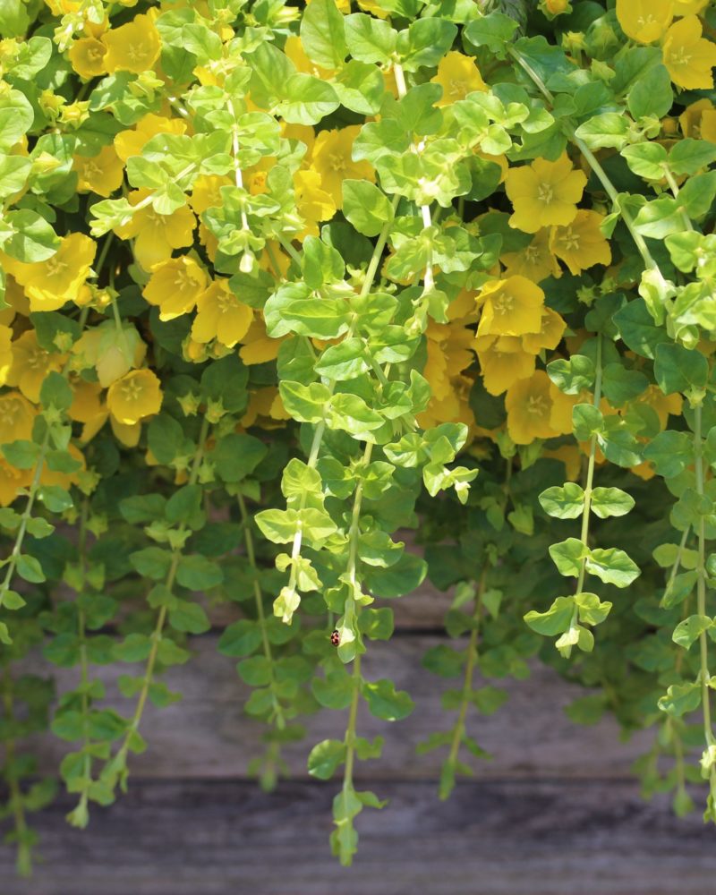 Вербейник монетчатый (Lysimachia nummularia)