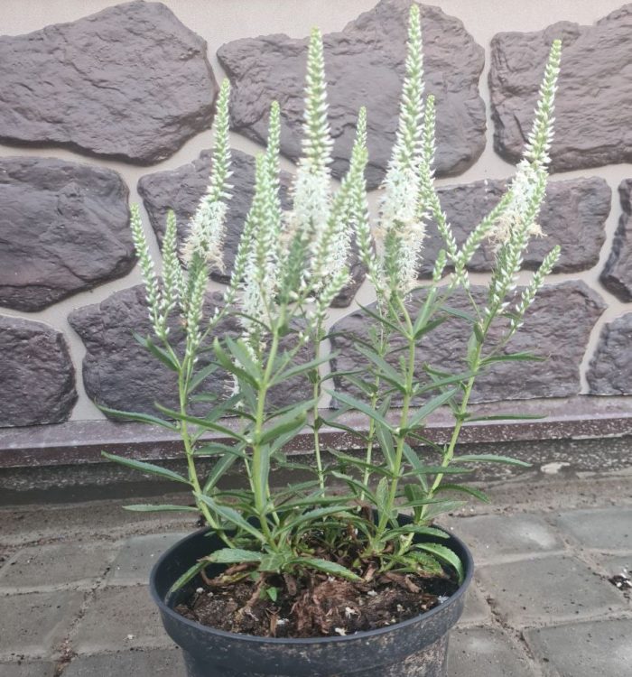 Вероника колосковая (Veronica spicata) Snow Pearl