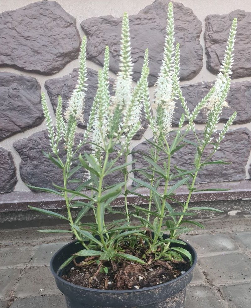 Вероника колосковая (Veronica spicata) Snow Pearl