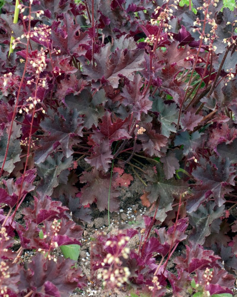 Гейхера (Heuchera) Ametyst Myst