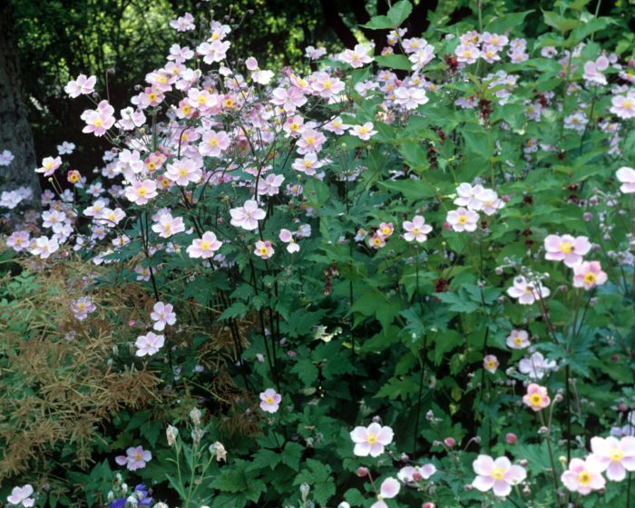 Анемона войлочная (Anemona tomentosa) Robustissima