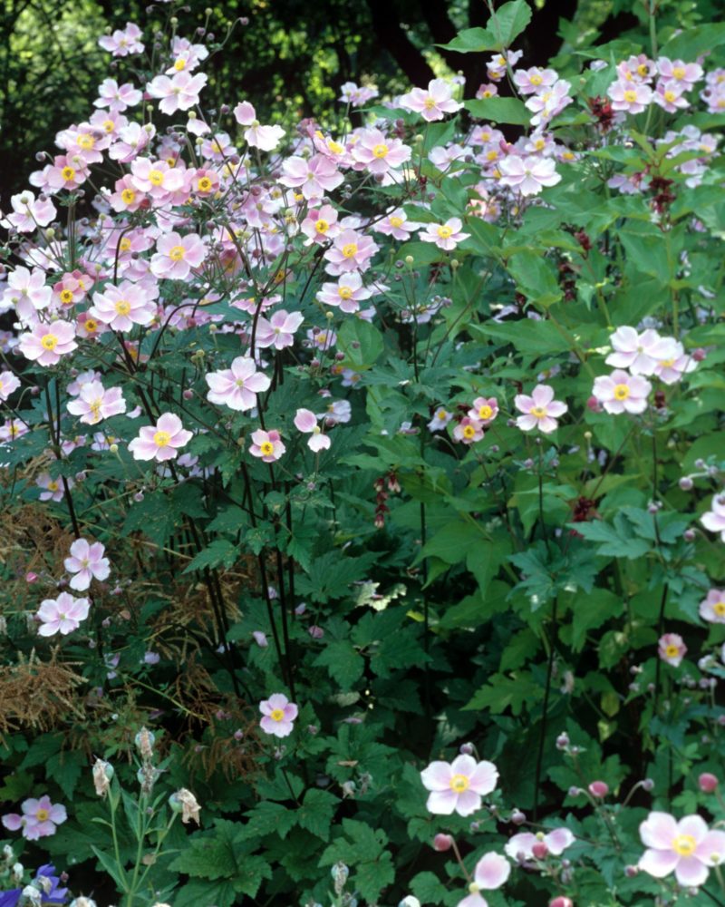 Анемона войлочная (Anemona tomentosa) Robustissima