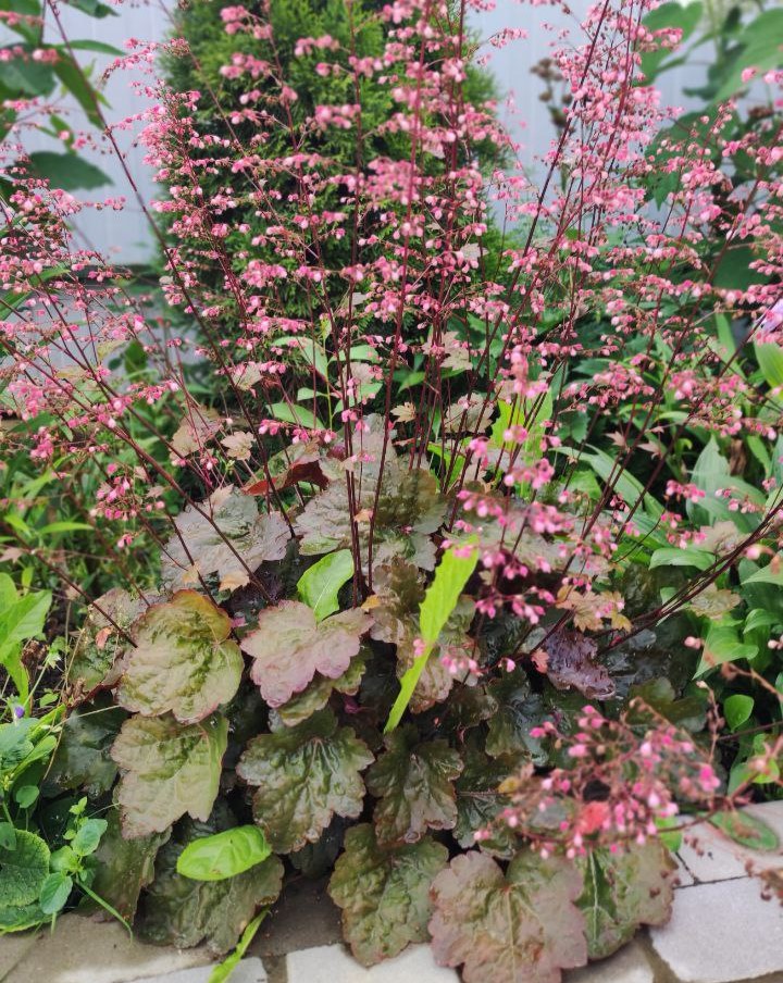 Гейхера «Аметист Мист» (Heuchera Ametyst Myst) Гейхера "Аметист Мист" (Heuchera Ametyst Myst)