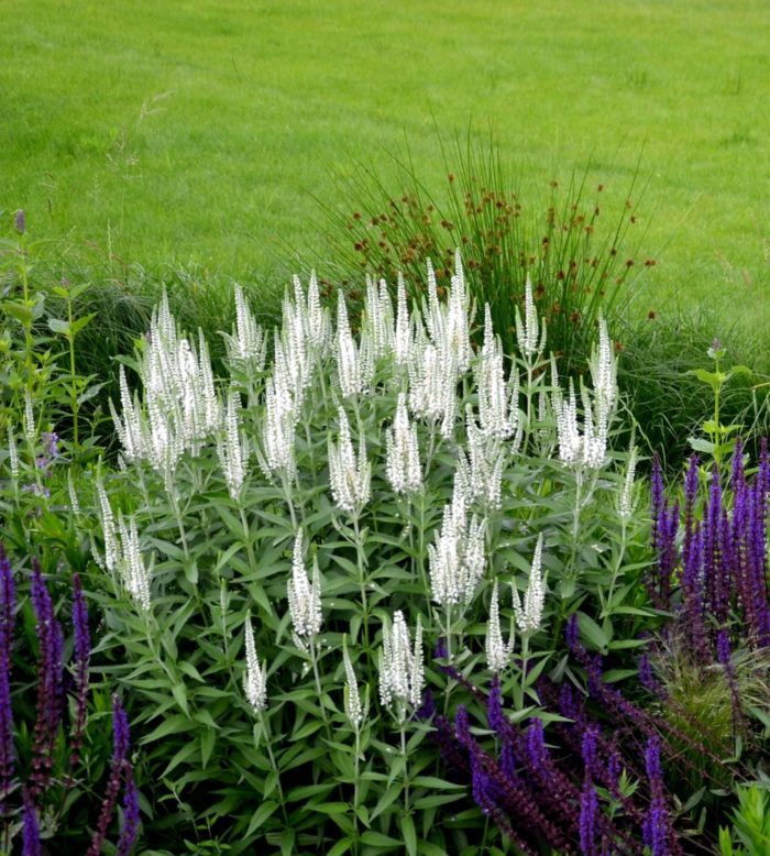 Вероника колосковая (Veronica spicata) Snow Pearl