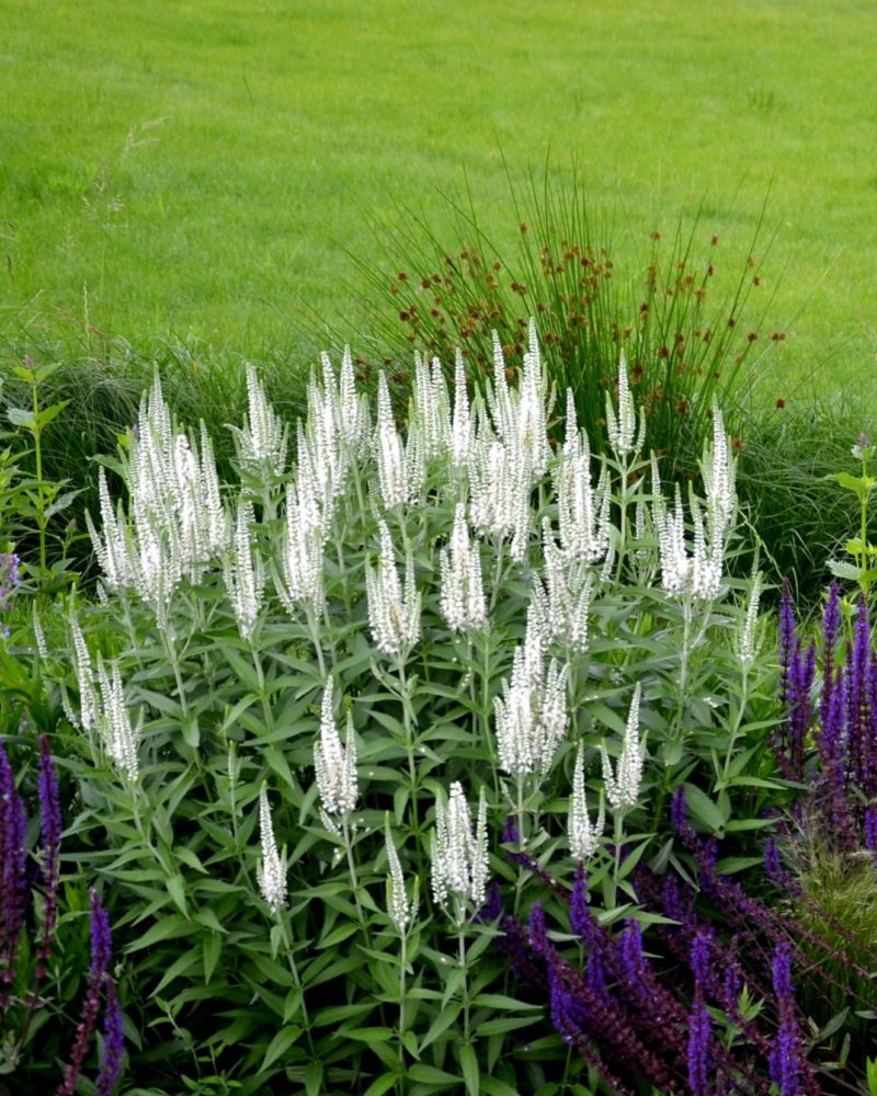 Вероника колосковая (Veronica spicata) Snow Pearl