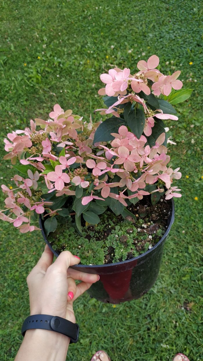 Гортензия метельчатая (Hydrangea paniculata) Polestar