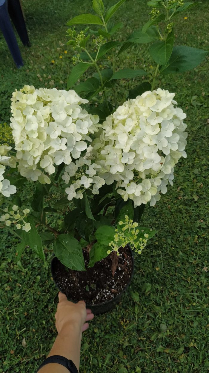 Гортензия метельчатая (Hydrangea paniculata) Silver Dollar