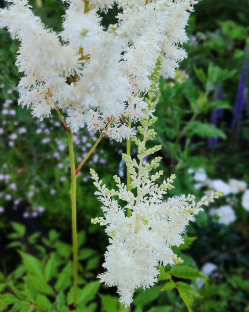 Астильба японская (Astilbe japonica ) Diamant