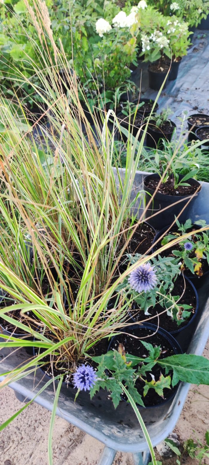 Вейник остроцветковый (Calamagrostis acutiflora) Overdam