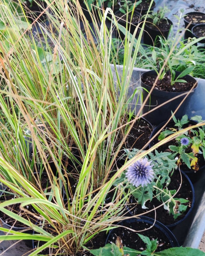 Вейник остроцветковый (Calamagrostis acutiflora) Overdam