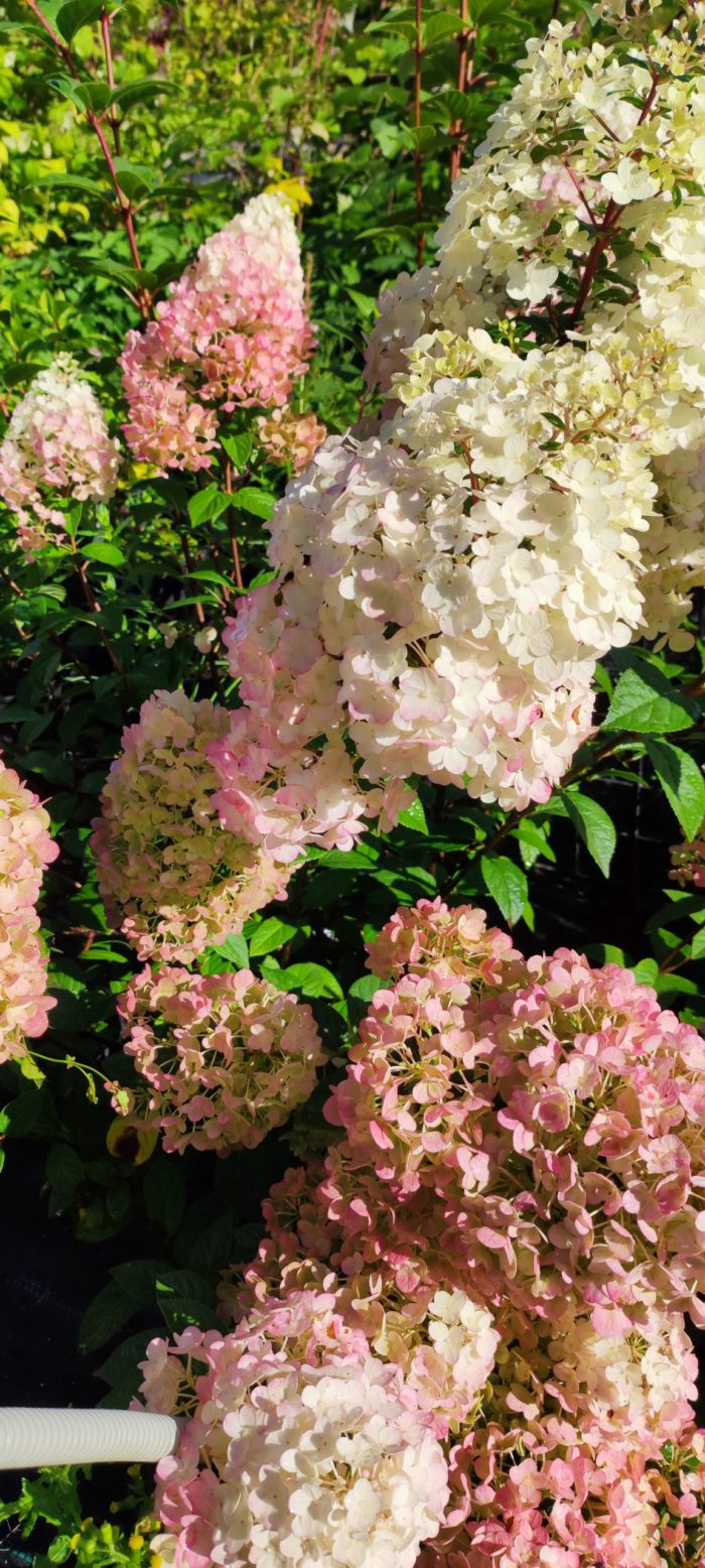 Гортензия метельчатая (Hydrangea paniculata) Sundae Fraise