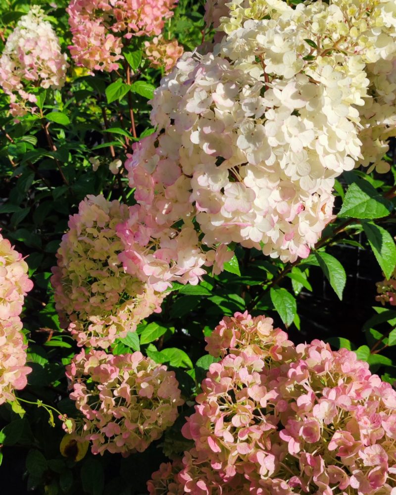 Гортензия метельчатая (Hydrangea paniculata) Sundae Fraise