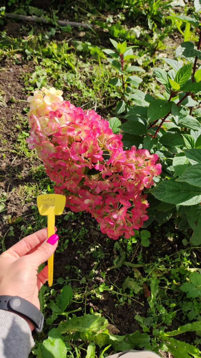 Гортензия метельчатая (Hydrangea paniculata) Sundae Fraise