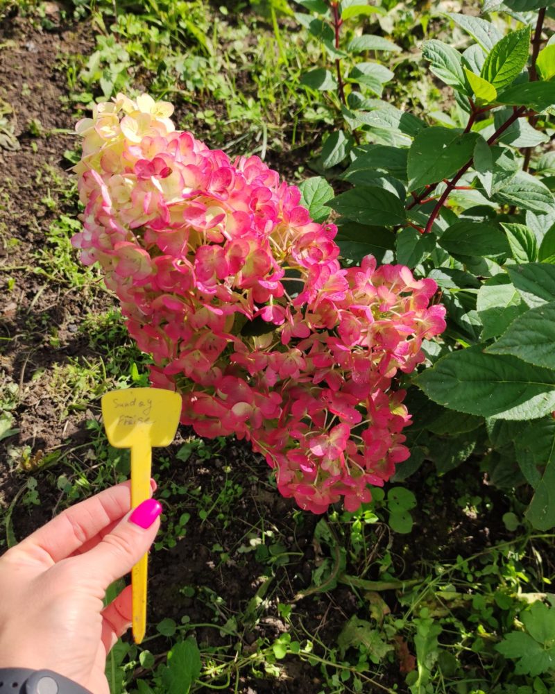 Гортензия метельчатая (Hydrangea paniculata) Sundae Fraise