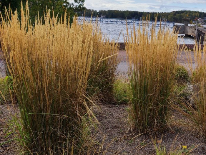 Вейник остроцветковый (Calamagrostis acutiflora) Karl Foerster