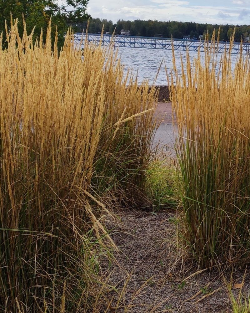 Вейник остроцветковый (Calamagrostis acutiflora) Karl Foerster