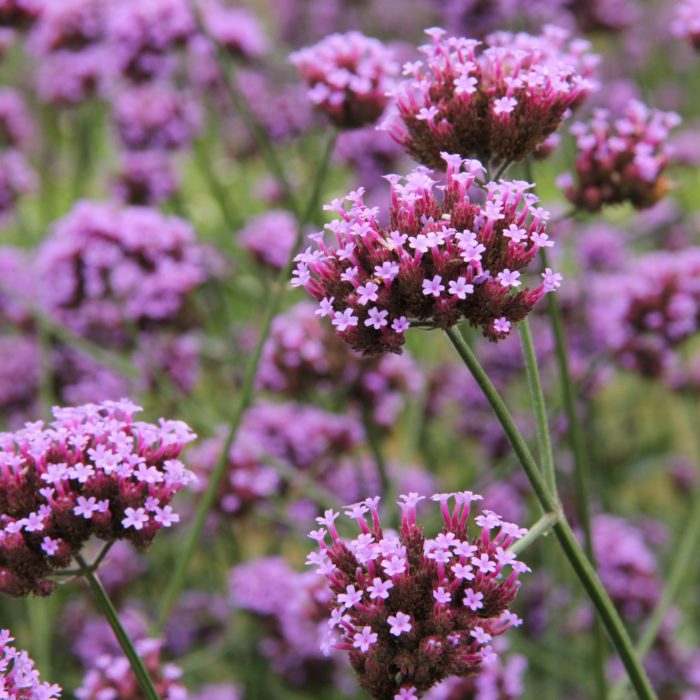 Вербена буэнос-айресская (Verbena bonariensis)