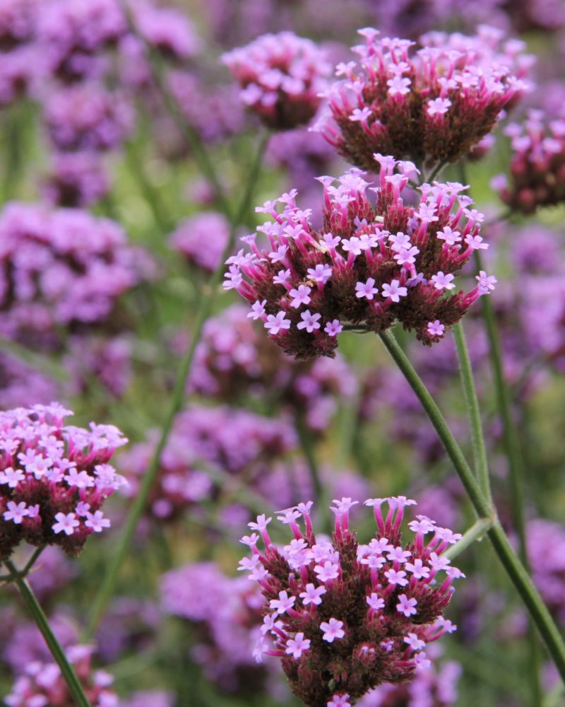 Вербена буэнос-айресская (Verbena bonariensis)