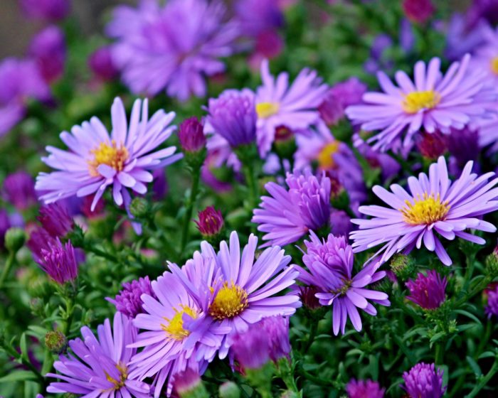 Астра кустарниковая (Aster dumosus) Blue