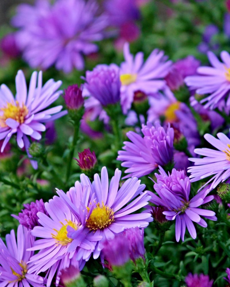 Астра кустарниковая (Aster dumosus) Blue