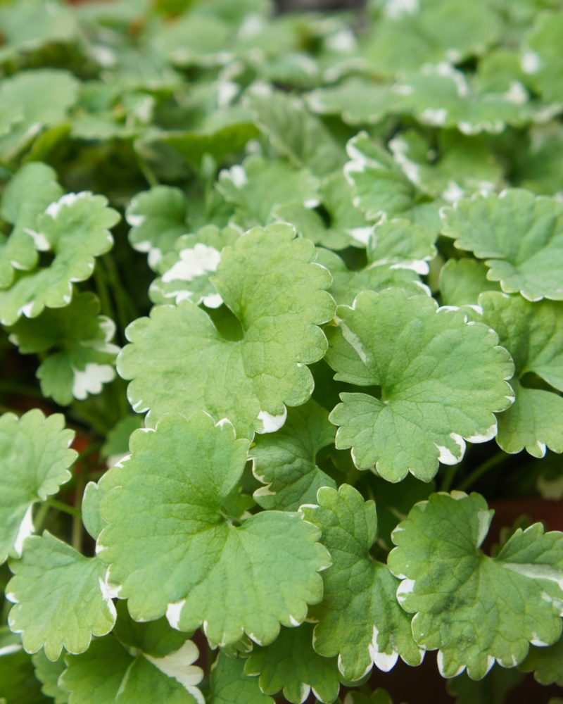 Будра вариегатная (Glechoma hederacea Variegata)