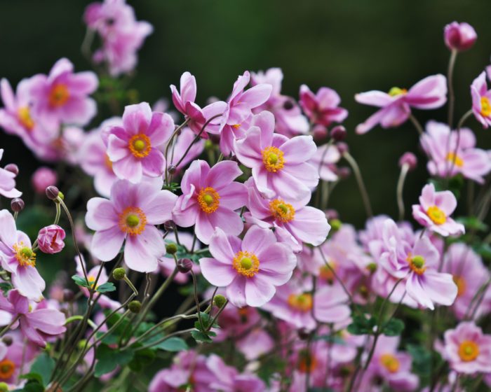 Анемона войлочная (Anemona tomentosa) Robustissima