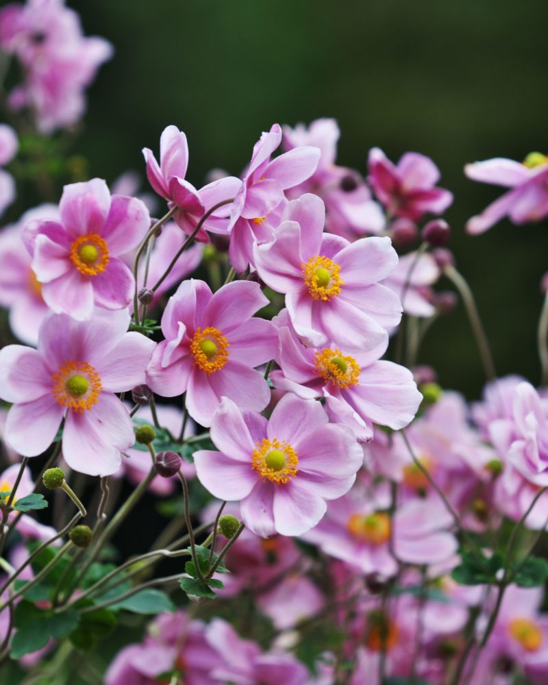 Анемона войлочная (Anemona tomentosa) Robustissima