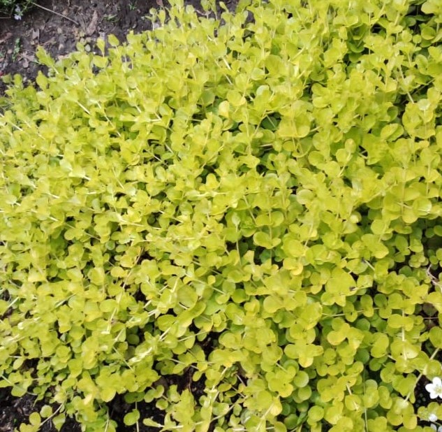 Вербейник монетчатый (Lysimachia nummularia) Aurea -Вербейник-монетчатый