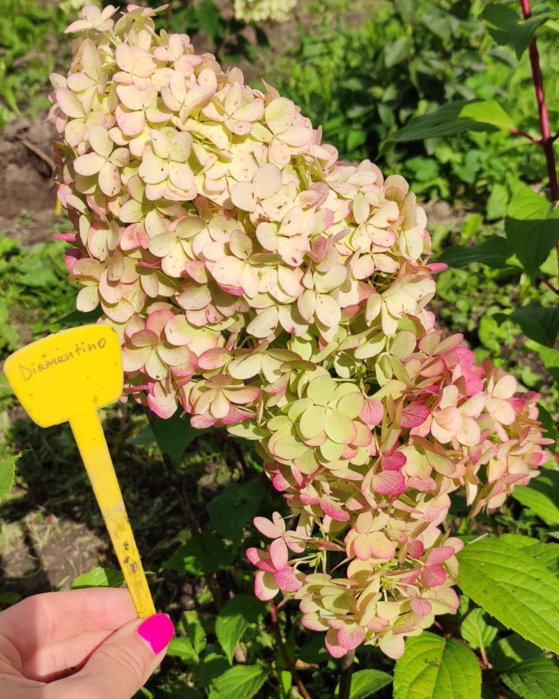 Гортензия метельчатая (Hydrangea paniculata) Diamantino Гортензия метельчатая (Hydrangea paniculata) Diamantino