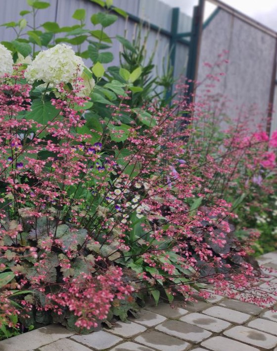 Гейхера "Аметист Мист" (Heuchera Ametyst Myst)