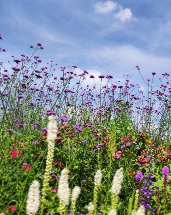 Вербена буэнос-айресская (Verbena bonariensis) Вербена буэнос-айресская (Verbena bonariensis)