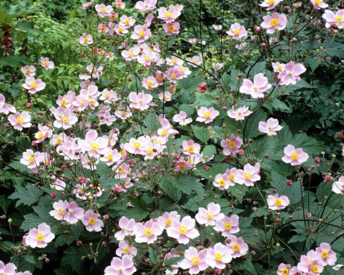 Анемона войлочная (Anemona tomentosa) Robustissima