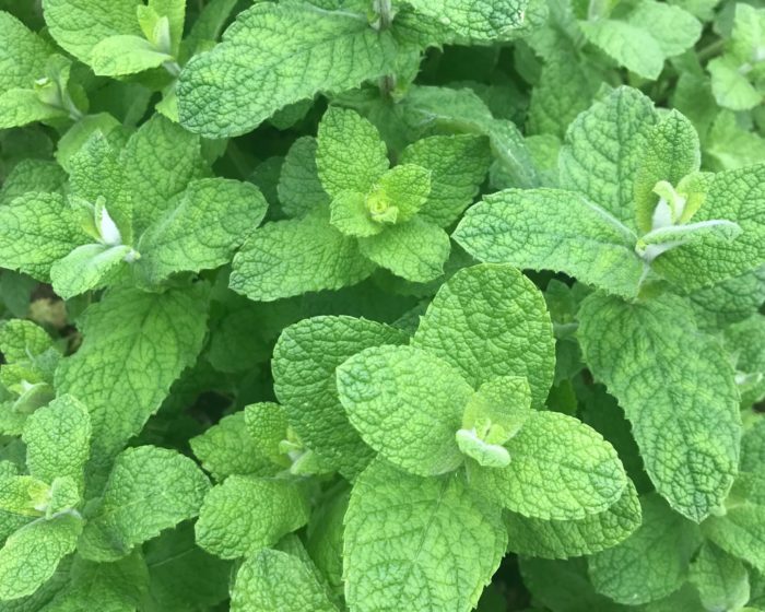 Мята (Mentha piperita) Ananazminze