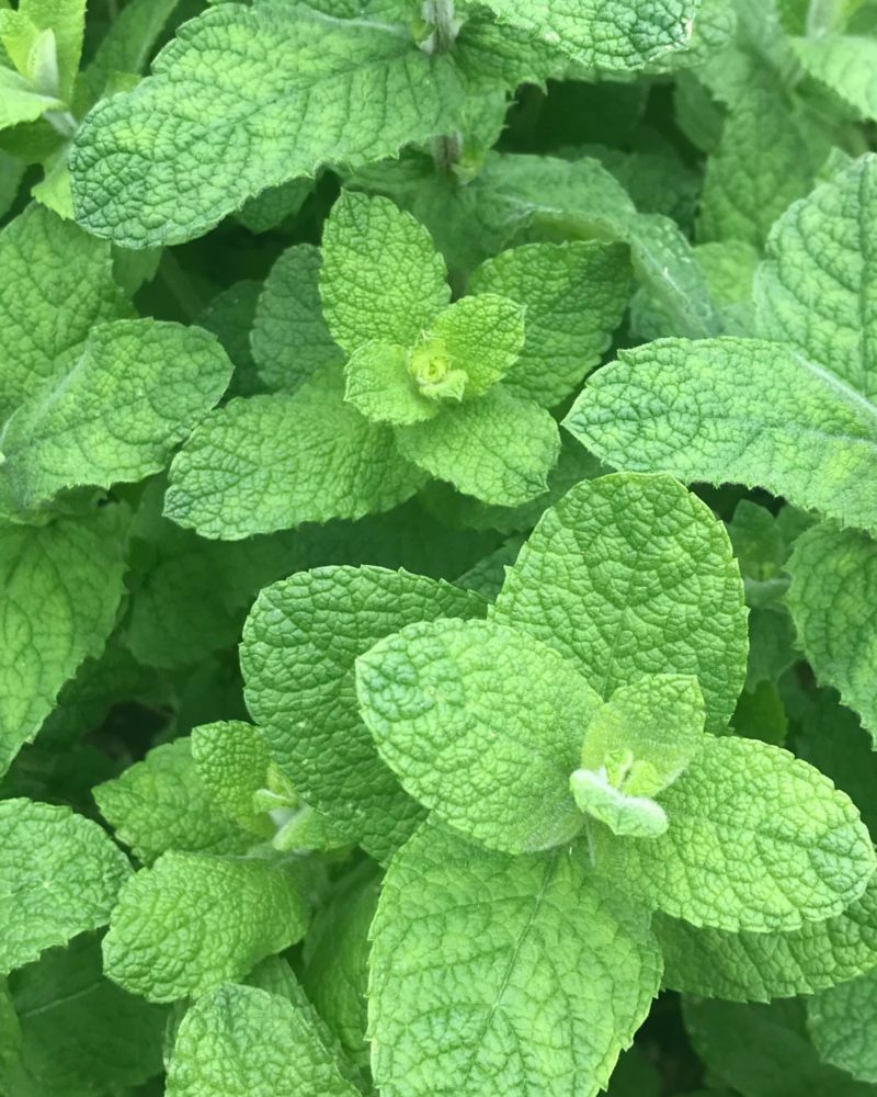 Мята (Mentha piperita) Ananazminze