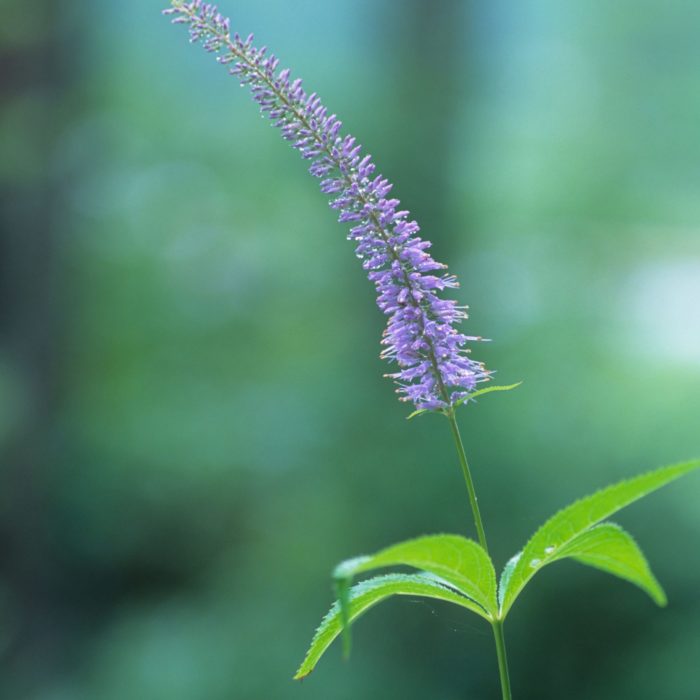 Вероникаструм сибирский (Veronicastrum sibiricum)