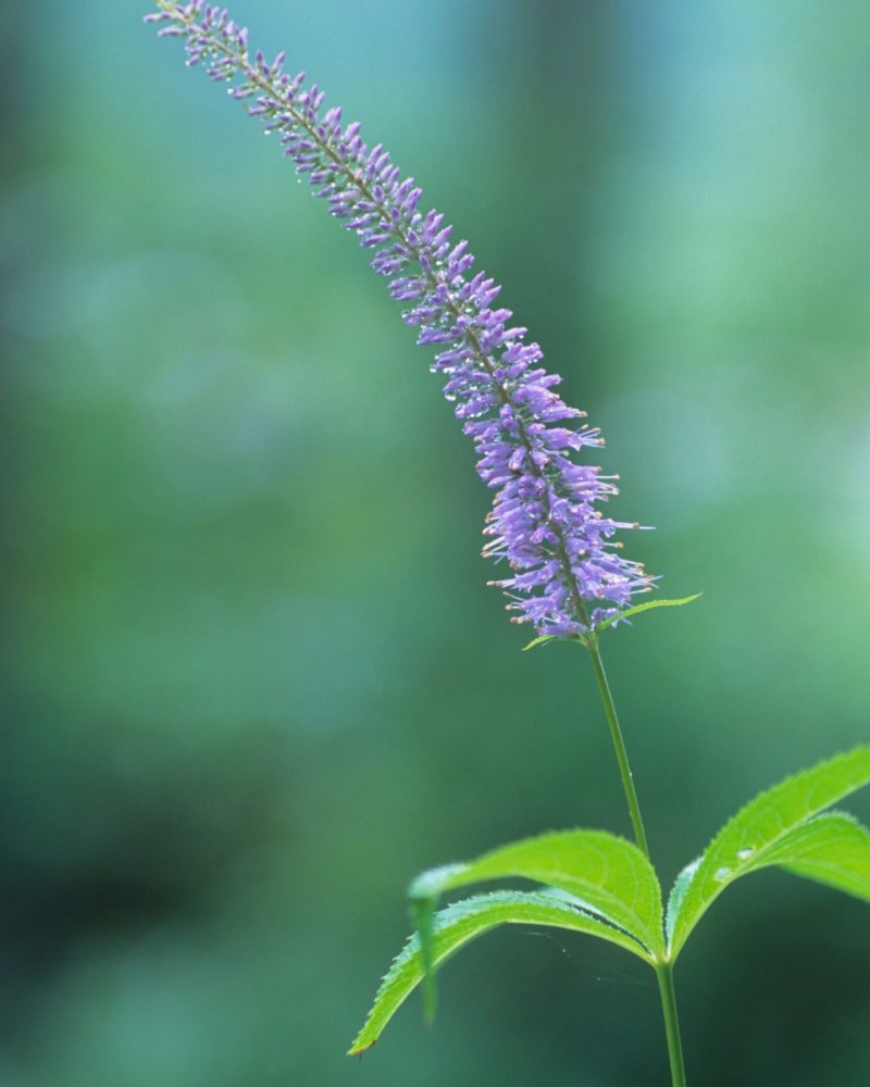 Вероникаструм сибирский (Veronicastrum sibiricum)