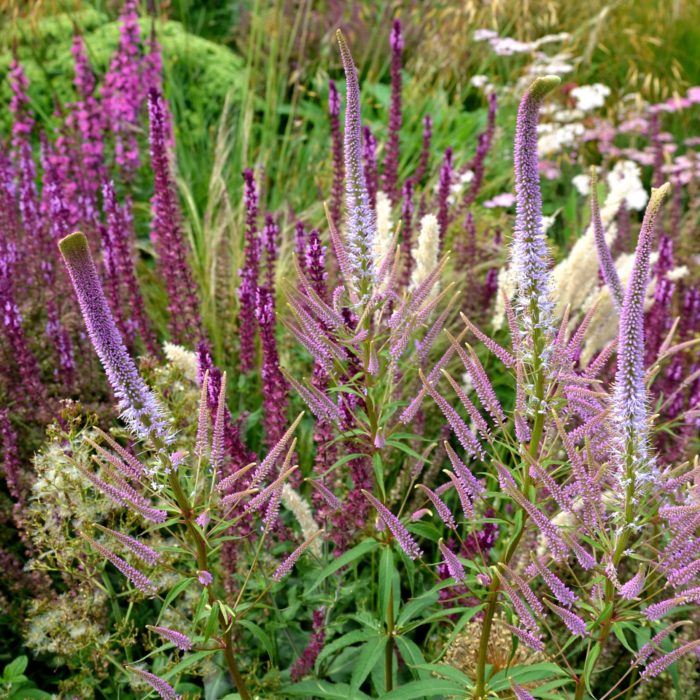 Вероникаструм сибирский (Veronicastrum sibiricum)