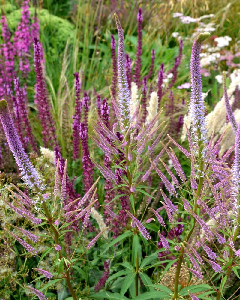 Вероникаструм сибирский (Veronicastrum sibiricum)