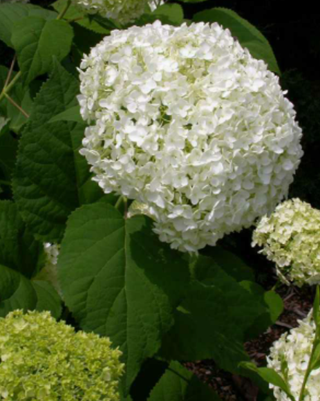 Гортензия древовидная (Hydrangea arborescens) Annabelle