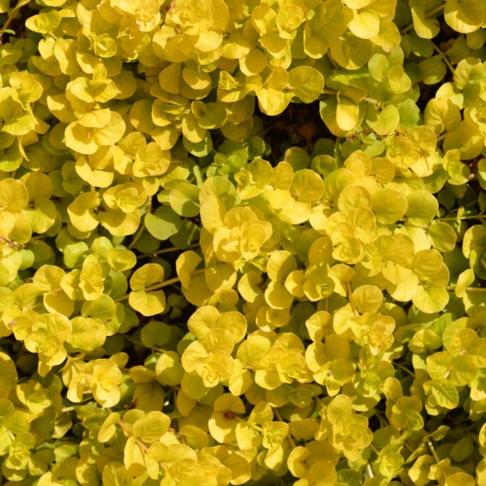 Вербейник монетчатый (Lysimachia nummularia) Aurea