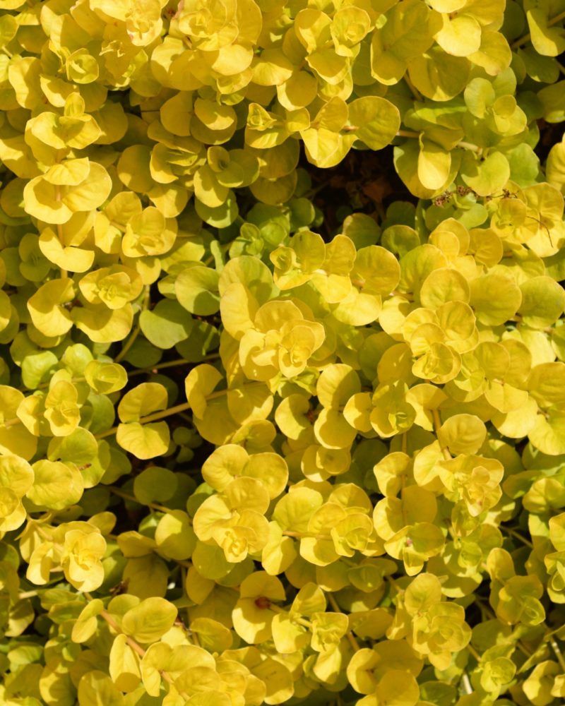 Вербейник монетчатый (Lysimachia nummularia) Aurea