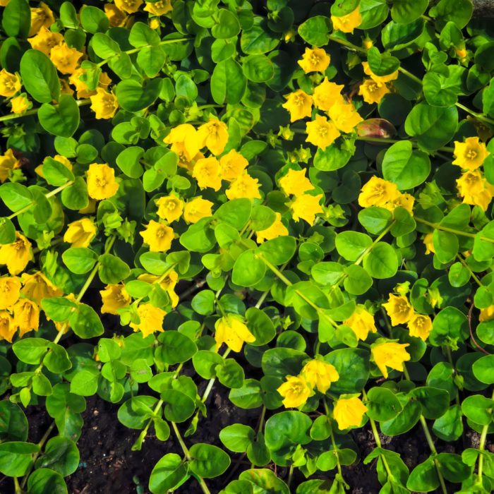 Вербейник монетчатый (Lysimachia nummularia)