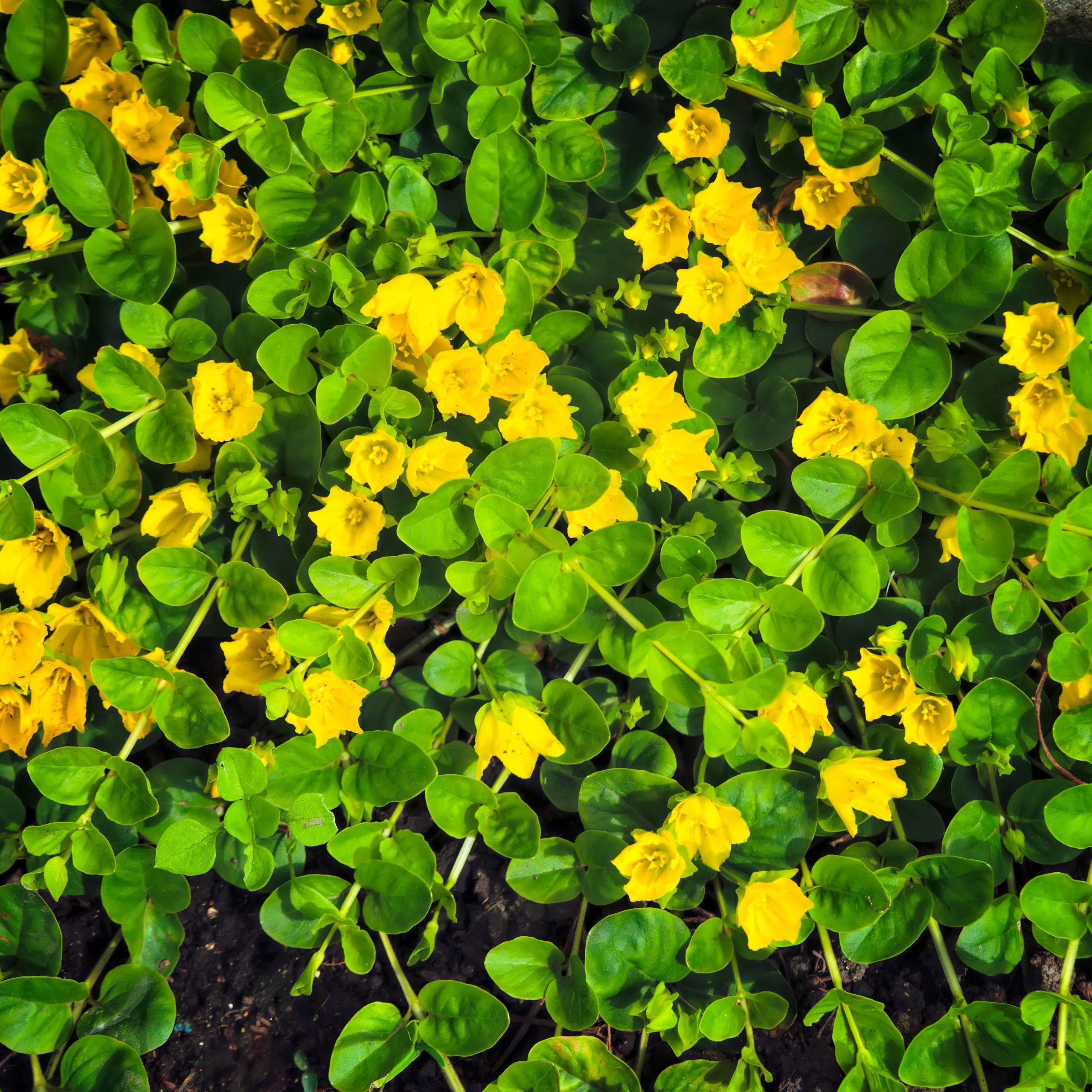 Lysimachia Golden foliage