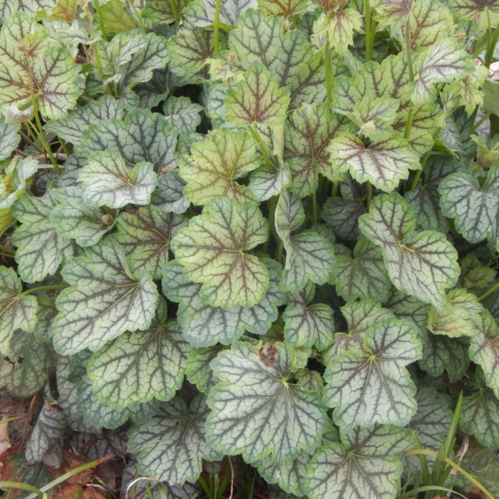 Гейхера американская (Heuchera americana) Marvelous Marble Silver