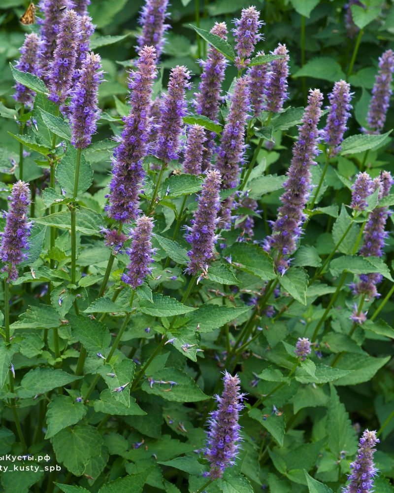 Агастахе (Agastache rugosa)